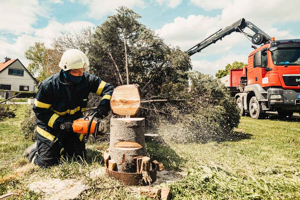 Best Tree Removal Contractors  in Pelham, AL